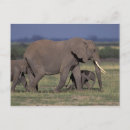 Search for migrating postcards Nature