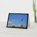 Search for swallow cards Wildlife