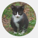 Search for black and white kitten stickers Pet