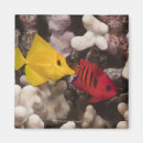 Search for individual magnets Animal