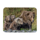 Search for kodiak magnets Brown bear