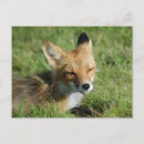 Search for red brown postcards Alaska