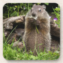 Search for chuck barware Nature