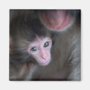 Search for baby monkey magnets Cute