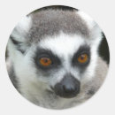 Search for lemur stickers Animal