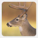 Search for white tail buck stickers Woodland