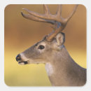 Search for white tail deer stickers Buck