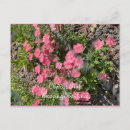 Search for matte postcards Flower