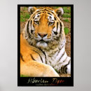 Search for digital tiger Siberian