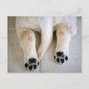 Search for golden retriever puppies postcards Animal