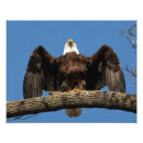 Search for bold eagle posters Majestic