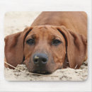 Search for ridgeback mousepads Rhodesian