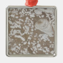 Search for fossil christmas tree decorations Paleontology