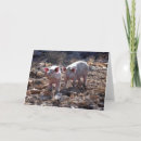 Search for piggies cards Pigs