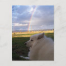 Search for samoyed dog postcards Dogs