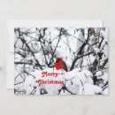 Search for cardinal bird christmas cards Redbird
