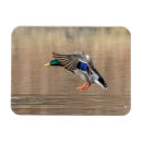 Search for wild duck magnets Animal