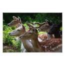Search for fallow posters Deer