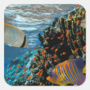 Search for coral reef stickers Red