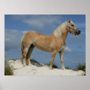 Search for haflinger art Beach