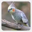 Search for cockatiel stickers Parrot