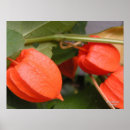 Search for japanese lantern art Chinese