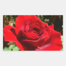 Search for red rose flowers stickers Nature