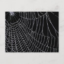 Search for spider postcards Nature