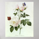 Search for rosa art Botanical