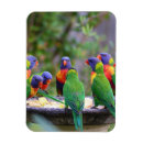 Search for lorikeets magnets Birds