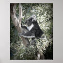 Search for eucalyptus tree posters Australia