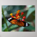 Search for butterfly angel posters Angels
