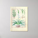 Search for botanical other Robinet