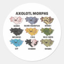 Search for newts stickers Salamander