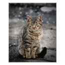 Search for creature pet supplies White