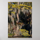Search for swamps posters Florida