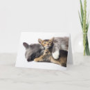 Search for cat hug cards Kitten