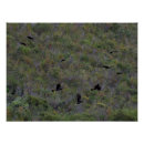 Search for black cockatoo posters Animal