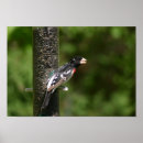 Search for rose breasted posters Birds