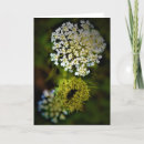 Search for anne cards Summer