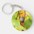 Search for snail shell key rings Nature