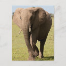 Search for africana postcards African elephant