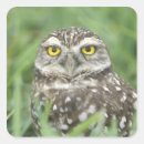 Search for burrowing stickers Bird