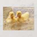 Search for getty photography Ducklings