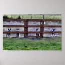 Search for queensland heeler posters Cattle