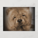 Search for chow puppy postcards Pet