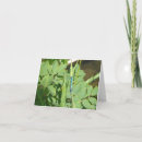 Search for dragonfly note cards Dragonflies