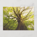 Search for beech cards Tree trunk