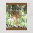 Search for whitetail deer postcards Animal
