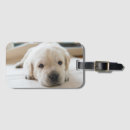 Search for dog napping accessories Puppy